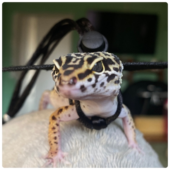 black wing Harness Leash set reptile harness small pet harness w wings MEDIUM - Picture 4 of 10